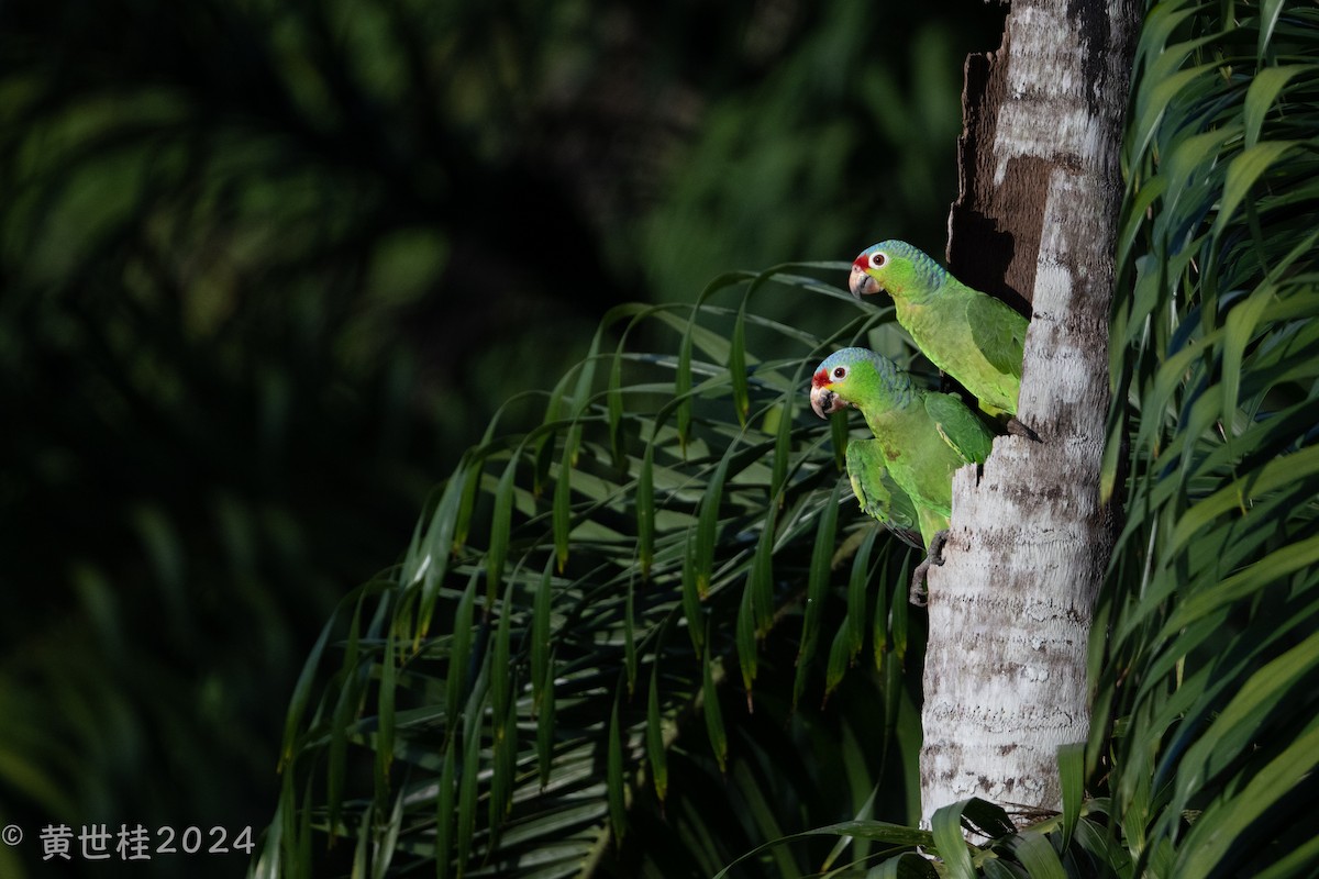 White-crowned Parrot - ML618060763