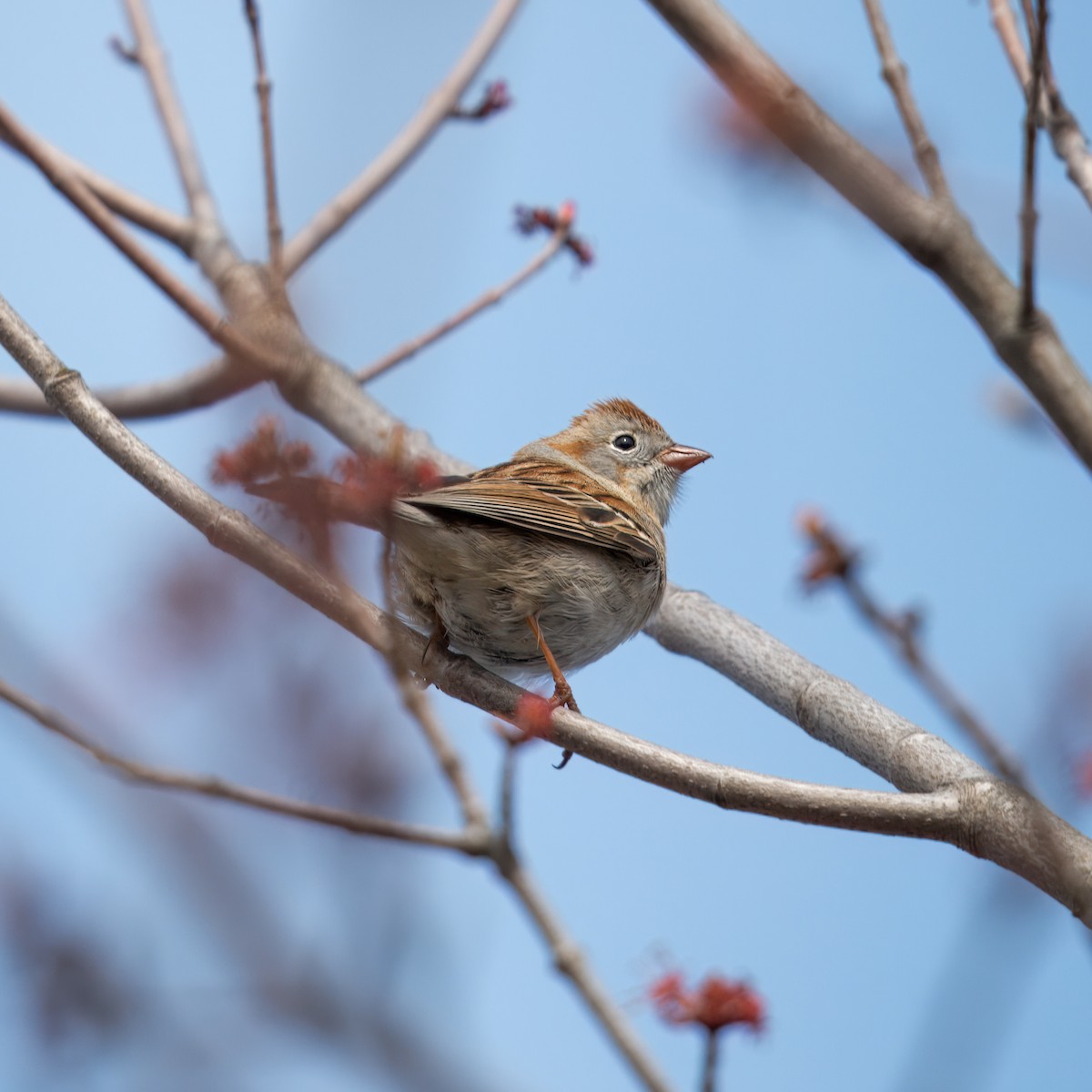 Field Sparrow - Oliver Saunders Wilder