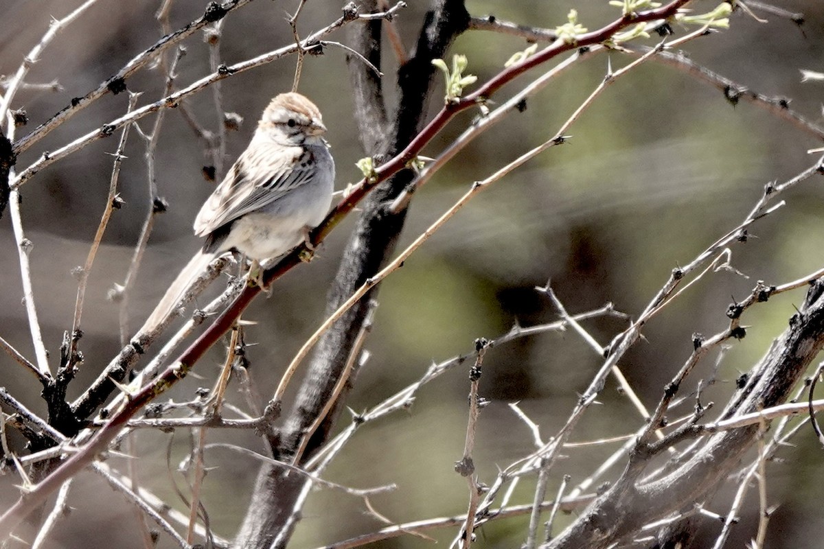 Rufous-winged Sparrow - Fleeta Chauvigne