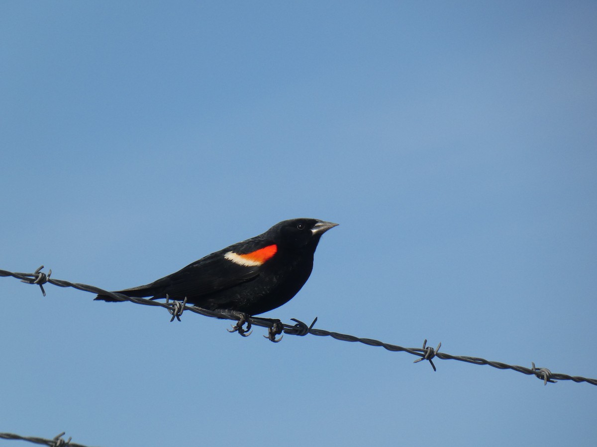 Red-winged Blackbird - Blake Weis