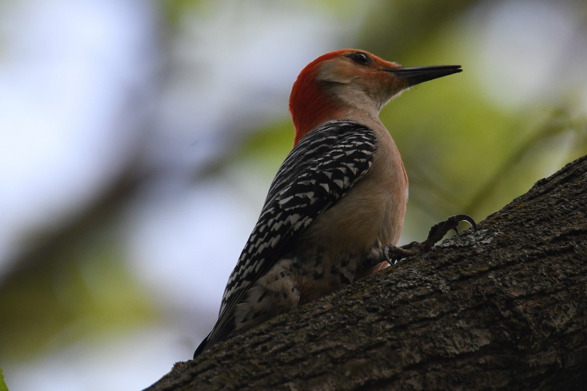 Red-bellied Woodpecker - Colin Dillingham