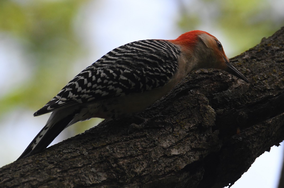 Red-bellied Woodpecker - Colin Dillingham