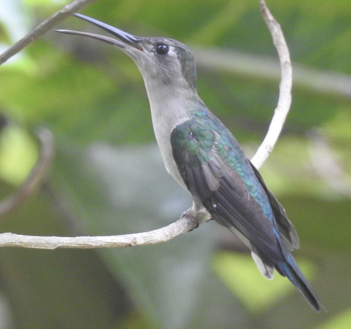 Wedge-tailed Sabrewing - Kelly Ducham