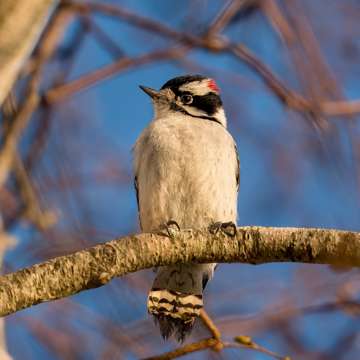 Downy Woodpecker - ML618060913