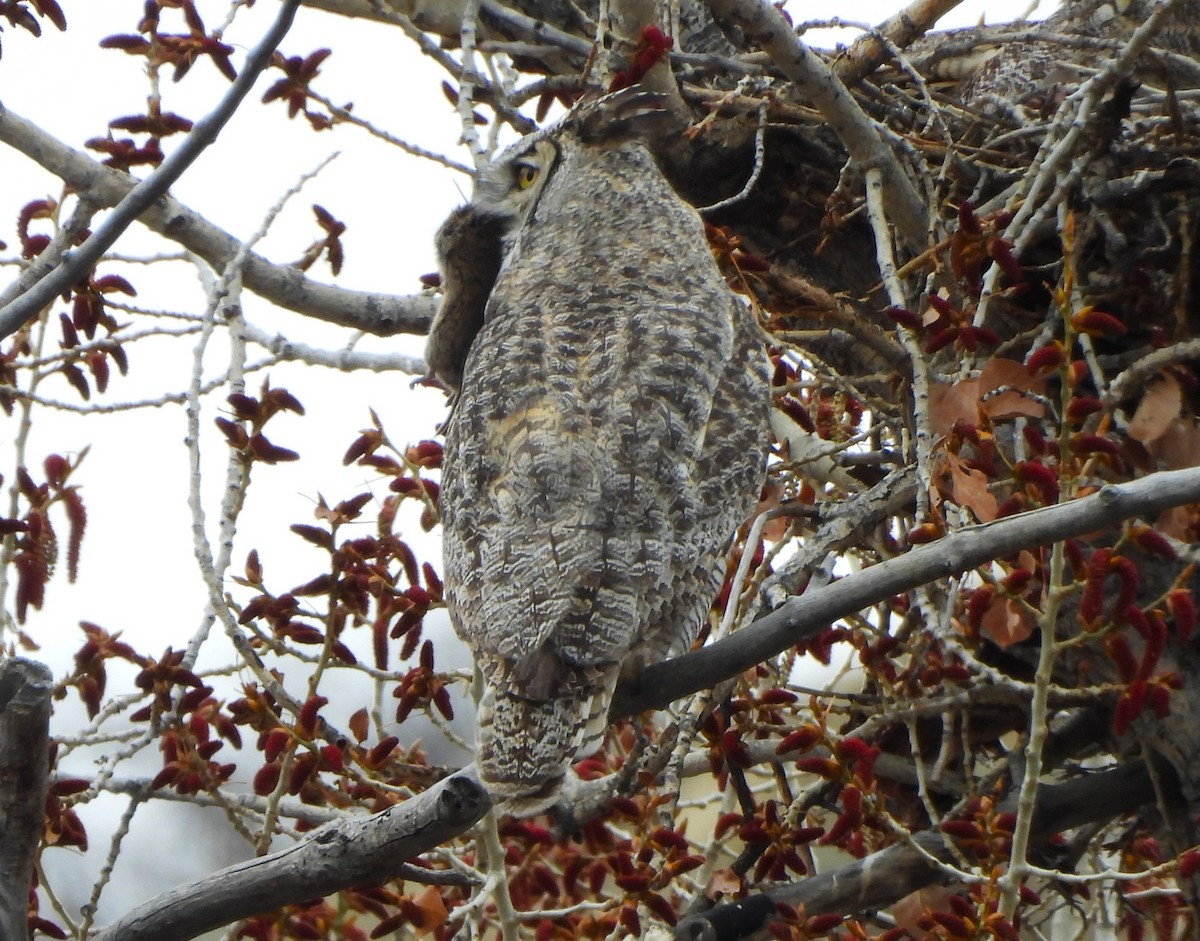 Great Horned Owl - ML618060929