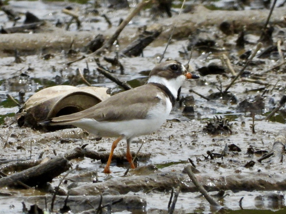 Semipalmated Plover - ML618060945