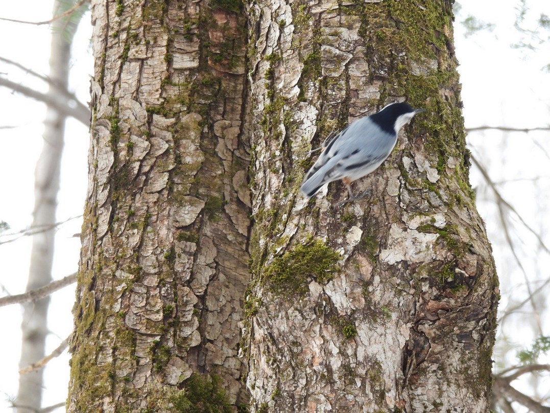 White-breasted Nuthatch - Frédéric Bédard