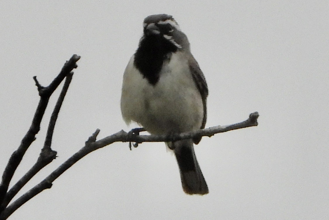 Black-throated Sparrow - ML618060966
