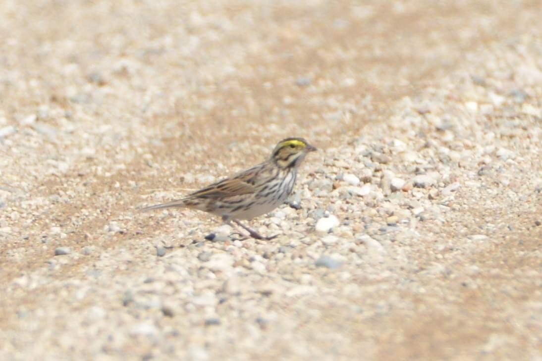 Savannah Sparrow - ML618061010