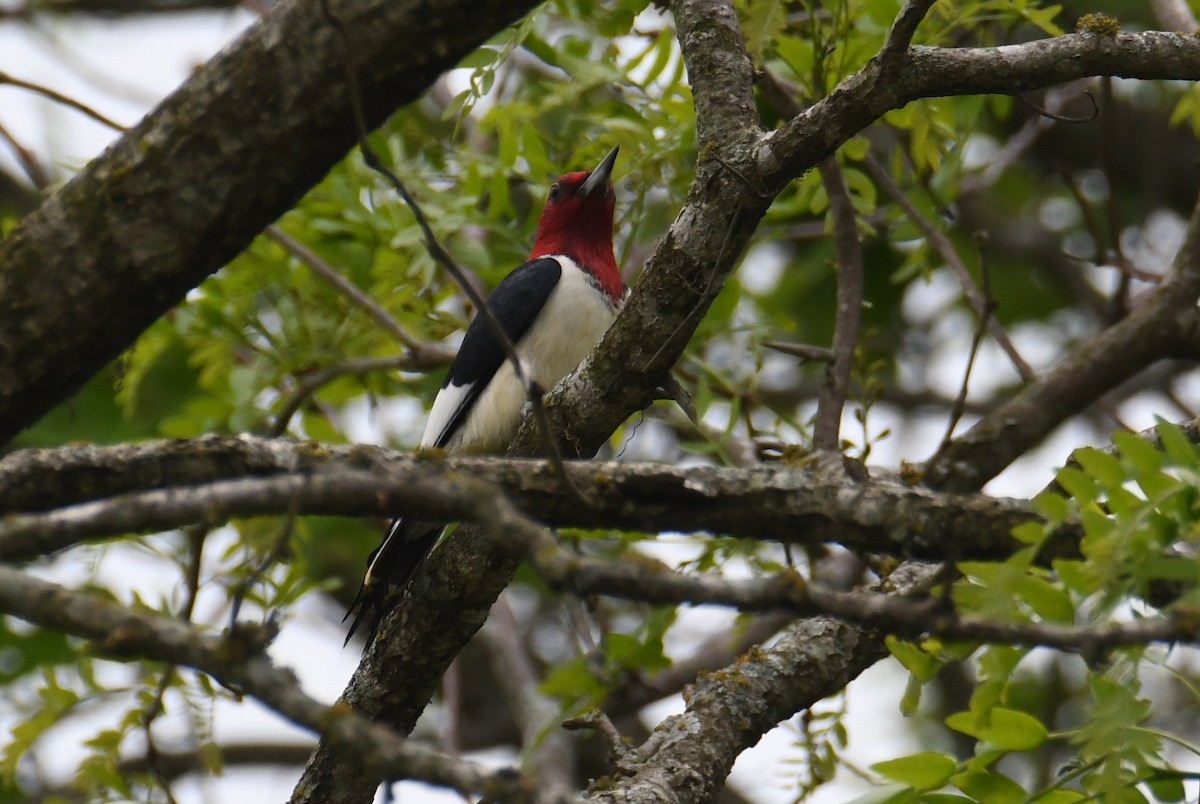 Red-headed Woodpecker - ML618061014