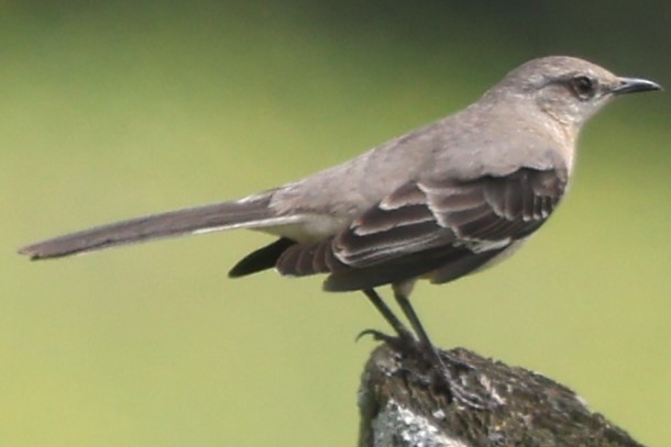 Northern Mockingbird - Connie yarbrough