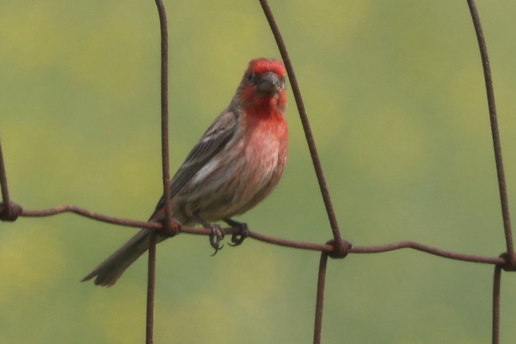 House Finch - Connie yarbrough