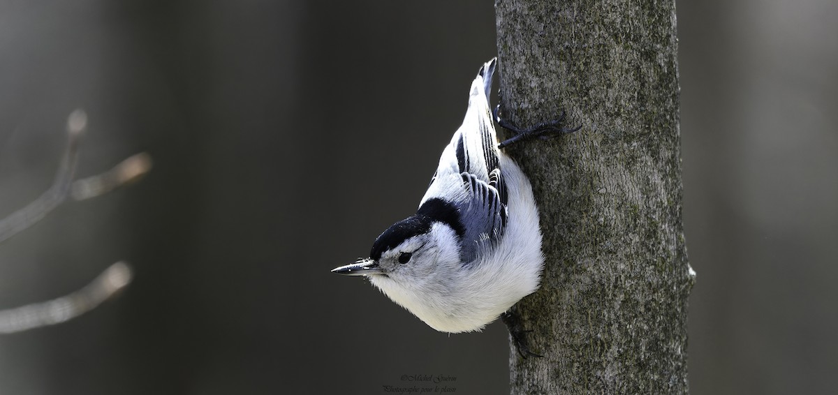 White-breasted Nuthatch - Michel Guérin