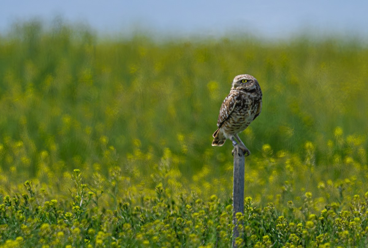 Burrowing Owl - ML618061230