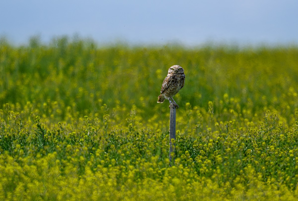 Burrowing Owl - Ken Miracle