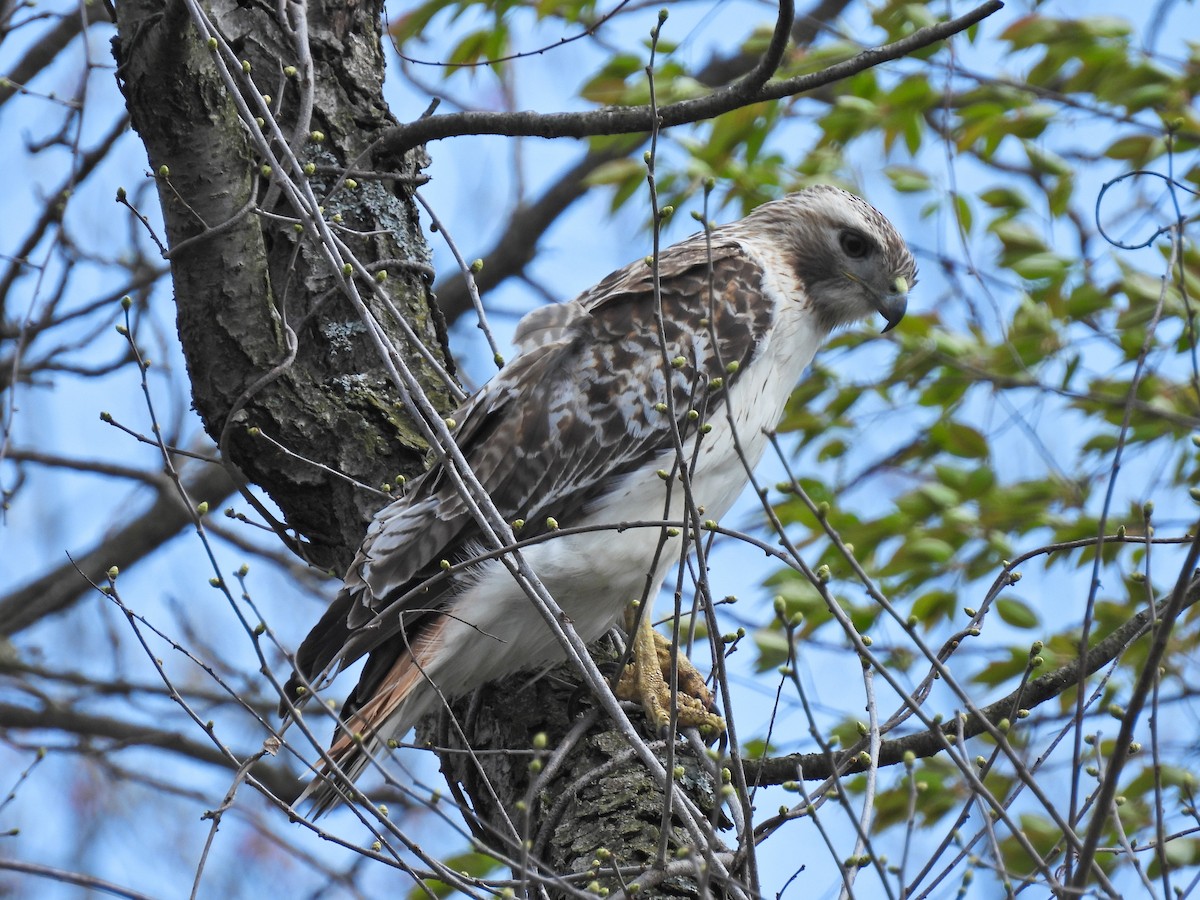 Red-tailed Hawk - ML618061235