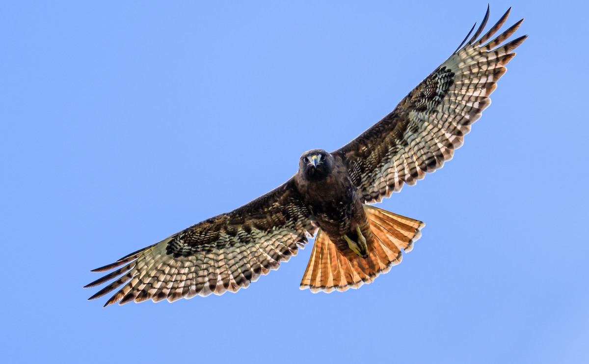 Red-tailed Hawk - ML618061238