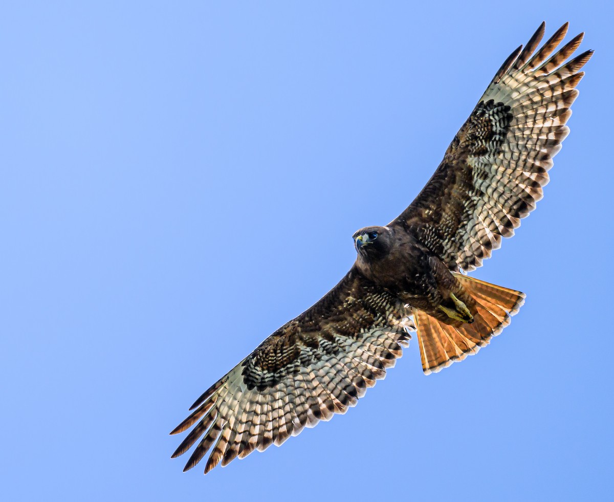 Red-tailed Hawk - ML618061239
