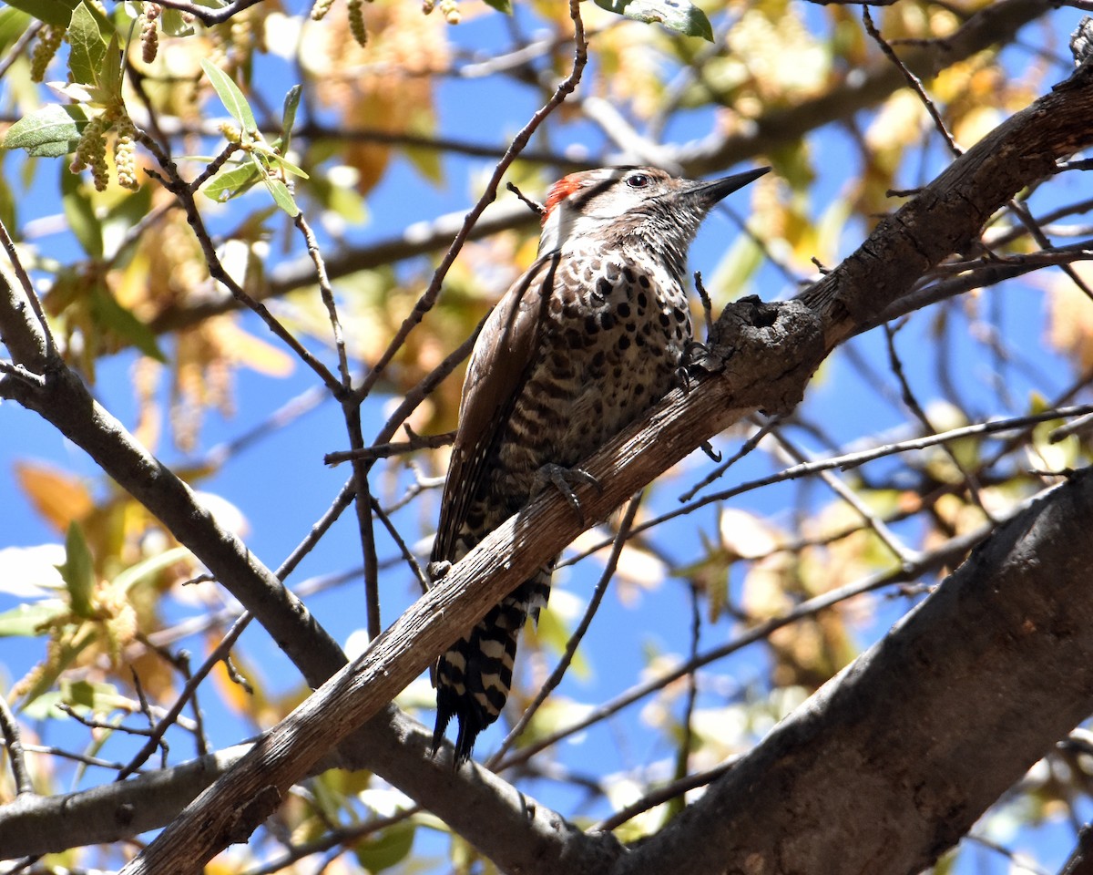 Arizona Woodpecker - Brian Hicks