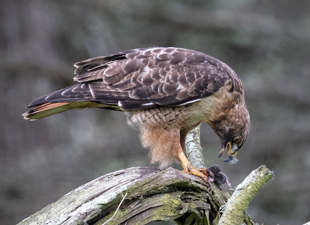 Red-tailed Hawk - francesca pastine