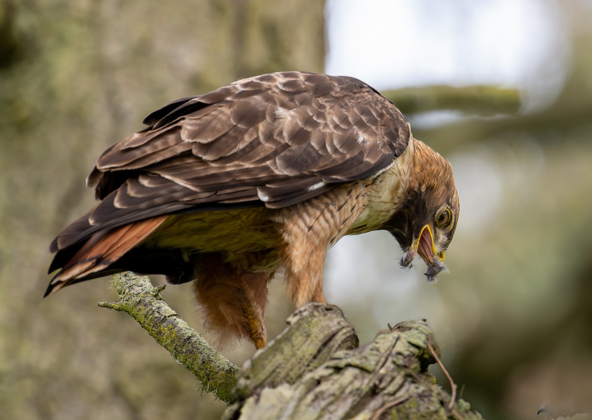 Red-tailed Hawk - ML618061285