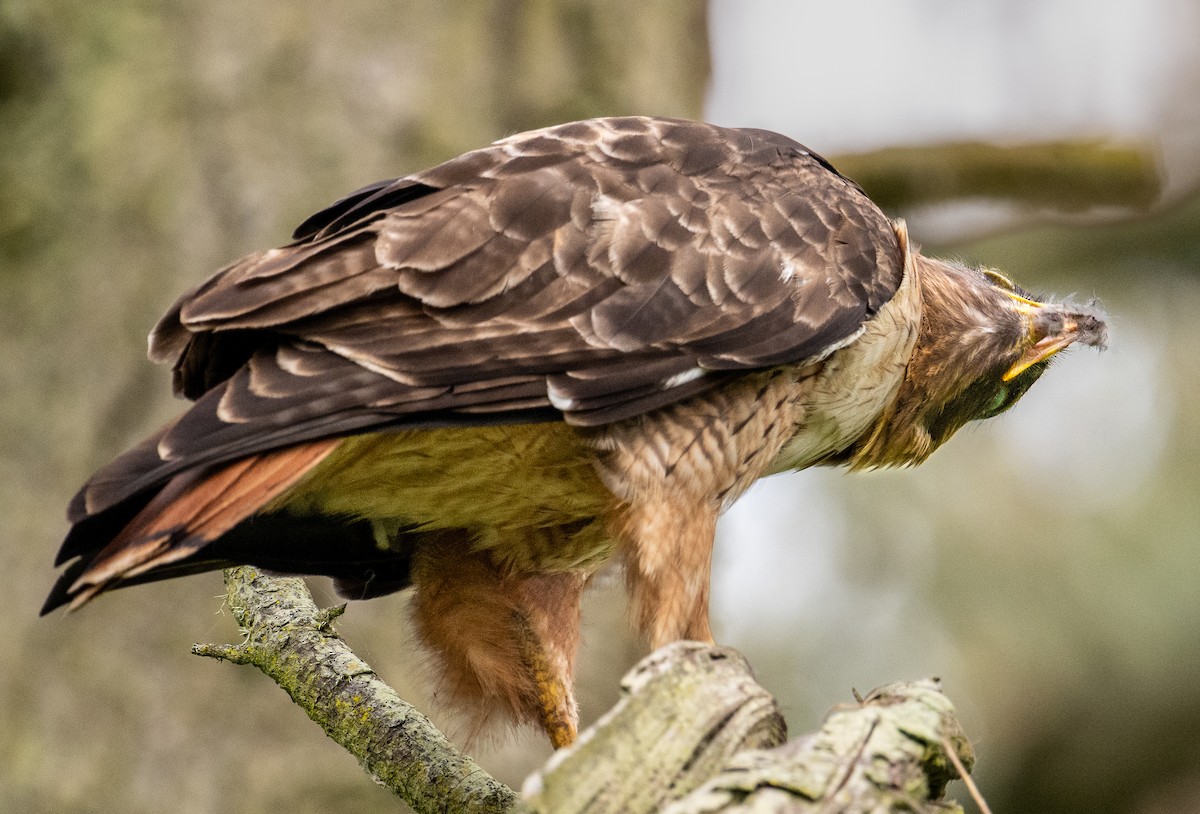 Red-tailed Hawk - francesca pastine
