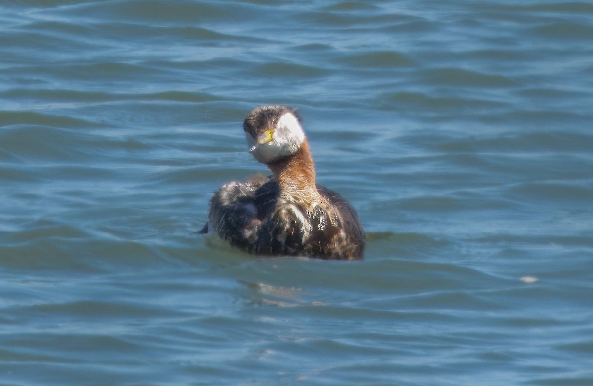 Red-necked Grebe - Jim Scarff