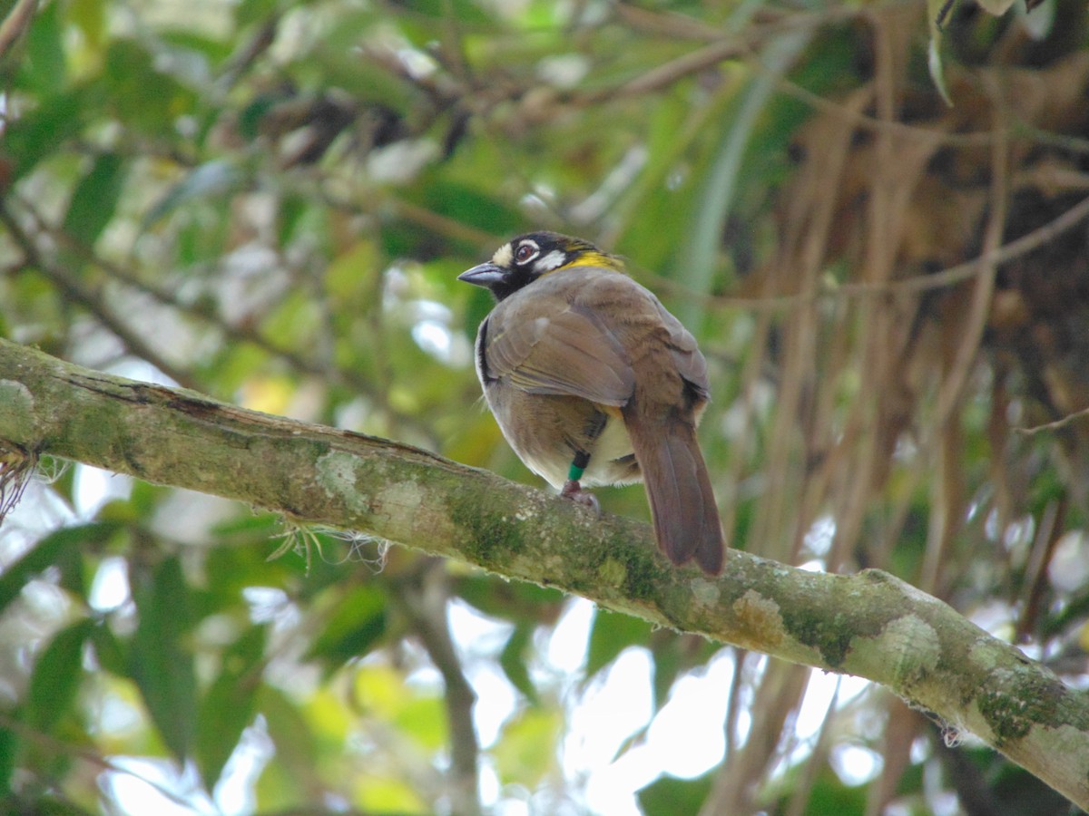White-eared Ground-Sparrow - ML618061296