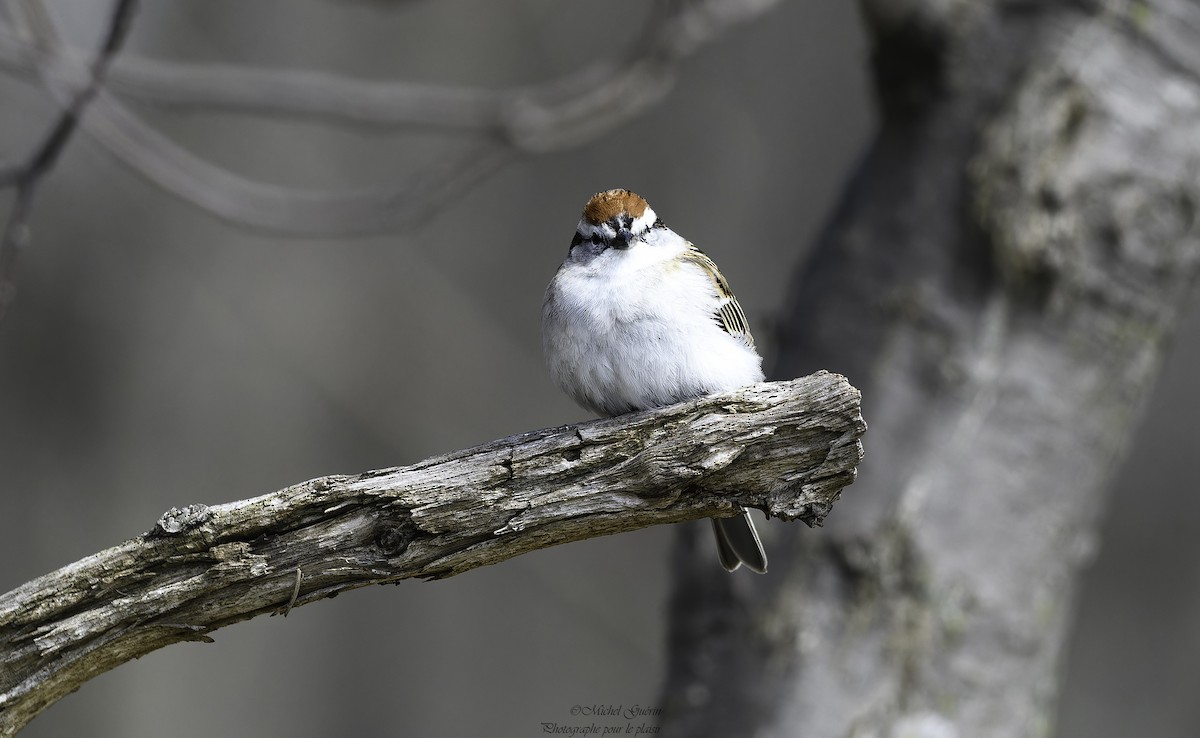 Chipping Sparrow - ML618061333