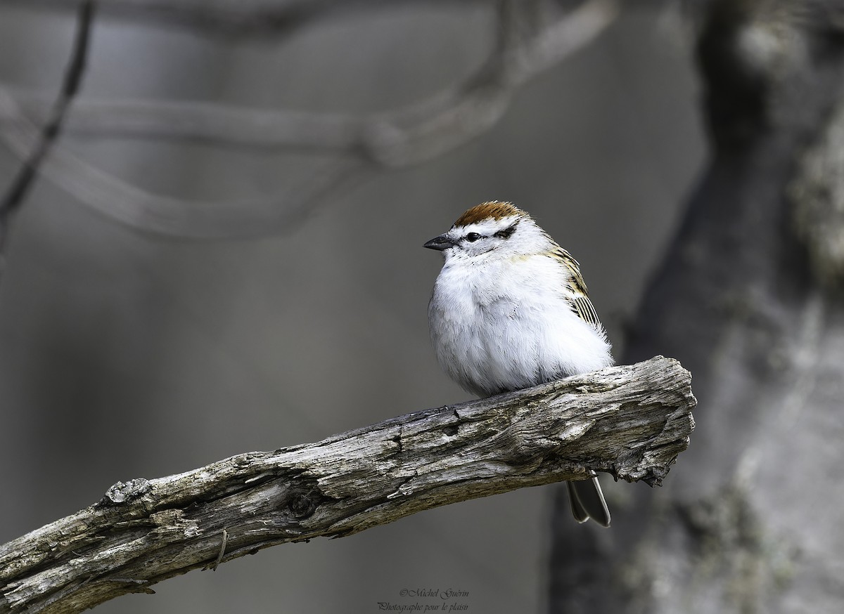 Chipping Sparrow - Michel Guérin