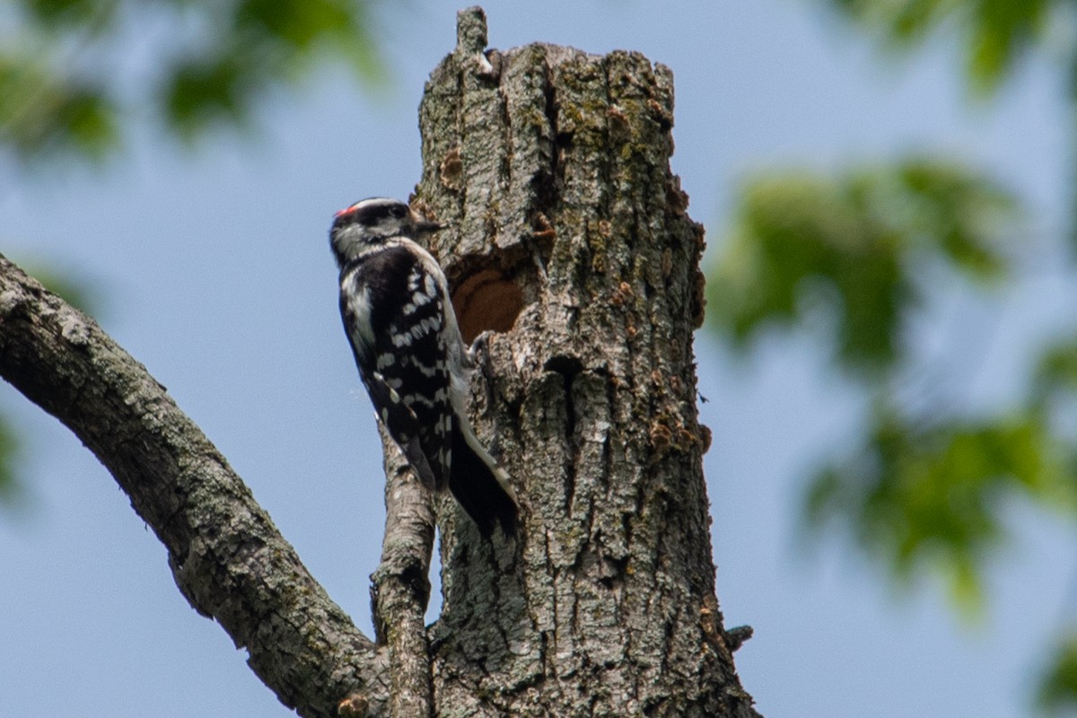 Downy Woodpecker - ML618061337