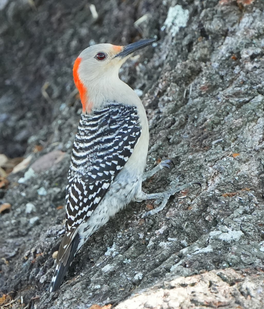 Red-bellied Woodpecker - ML618061343