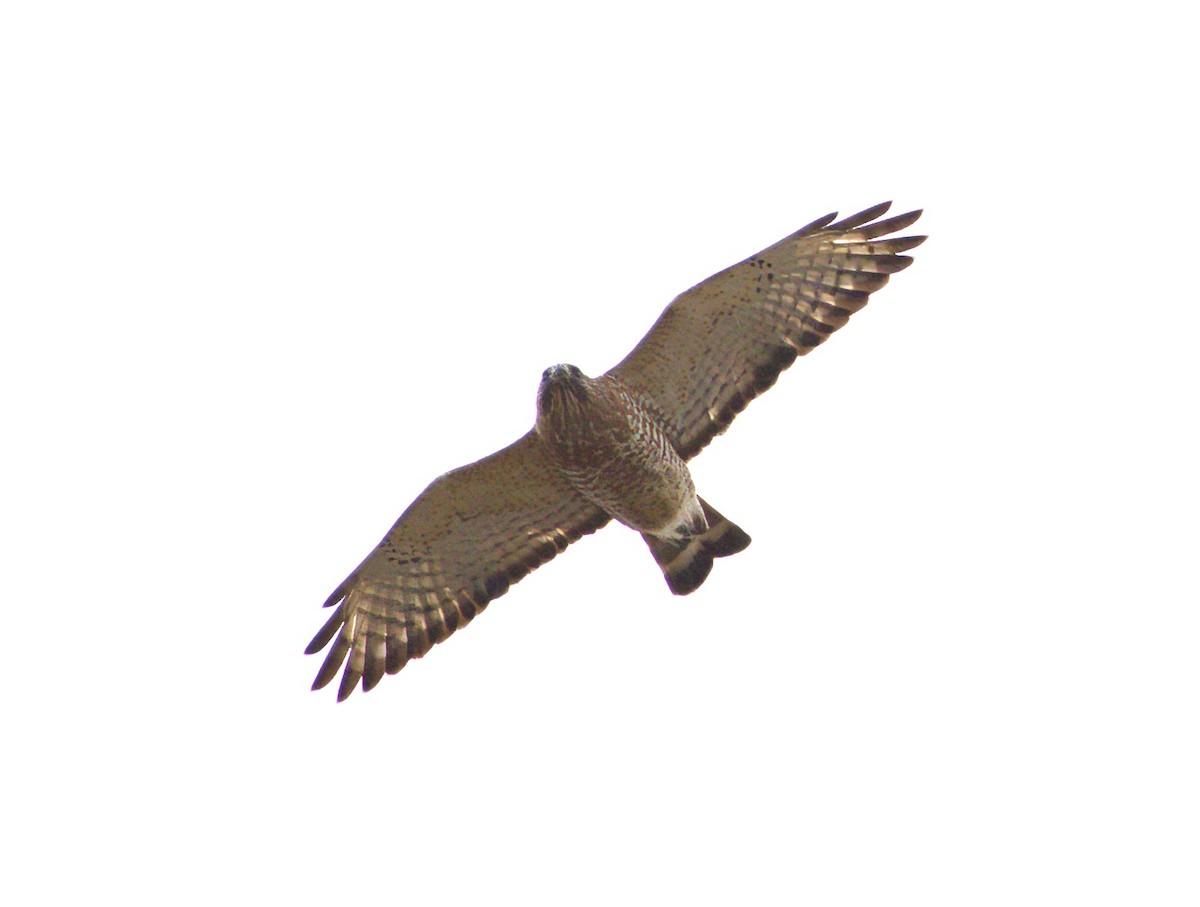 Broad-winged Hawk - ML618061362