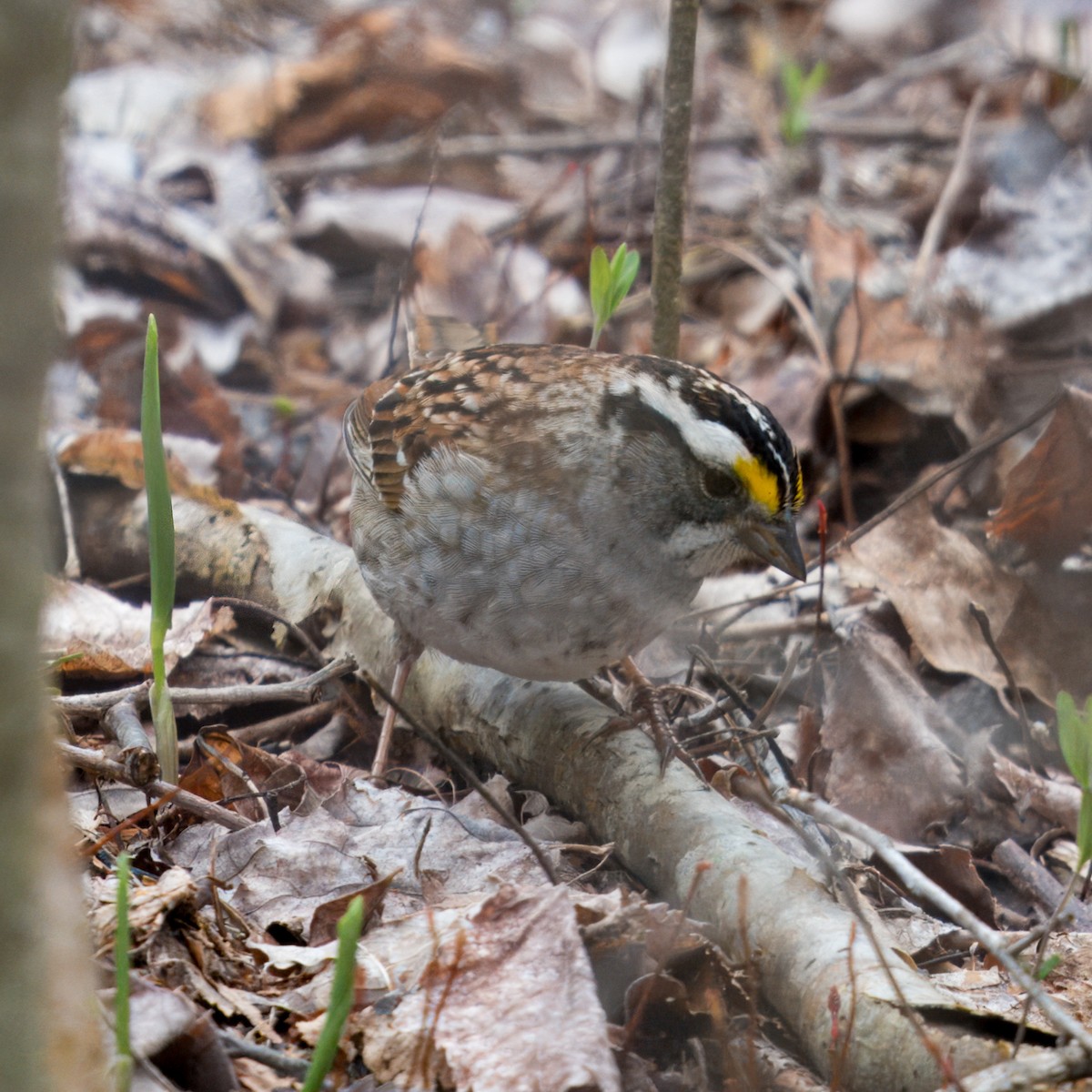 White-throated Sparrow - ML618061372
