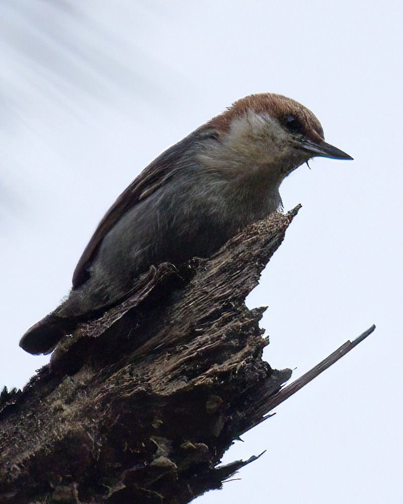 Brown-headed Nuthatch - ML618061383