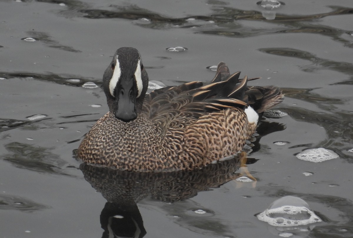 Blue-winged Teal - ML618061389