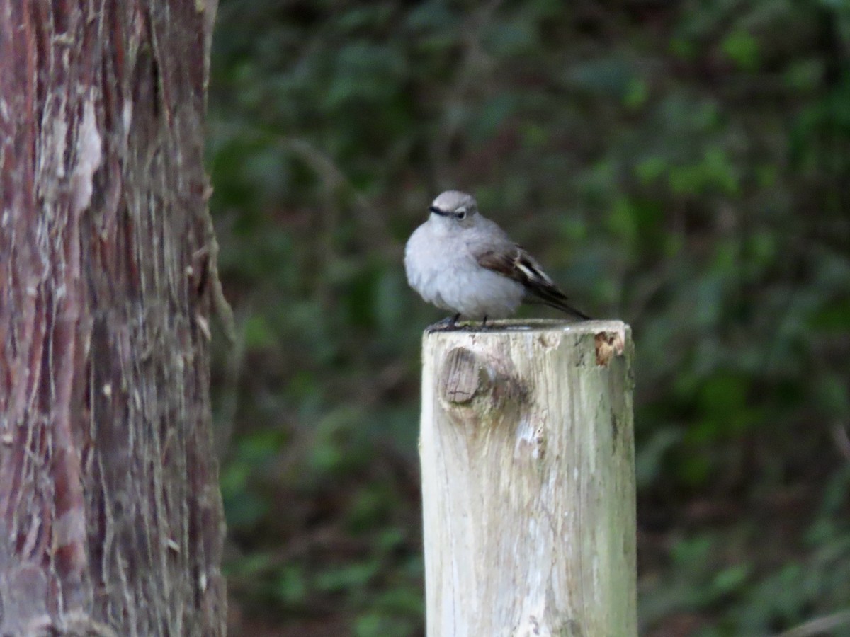 Townsend's Solitaire - ML618061394