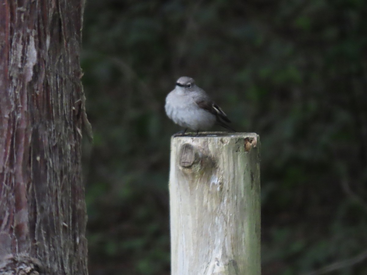 Townsend's Solitaire - George Gerdts