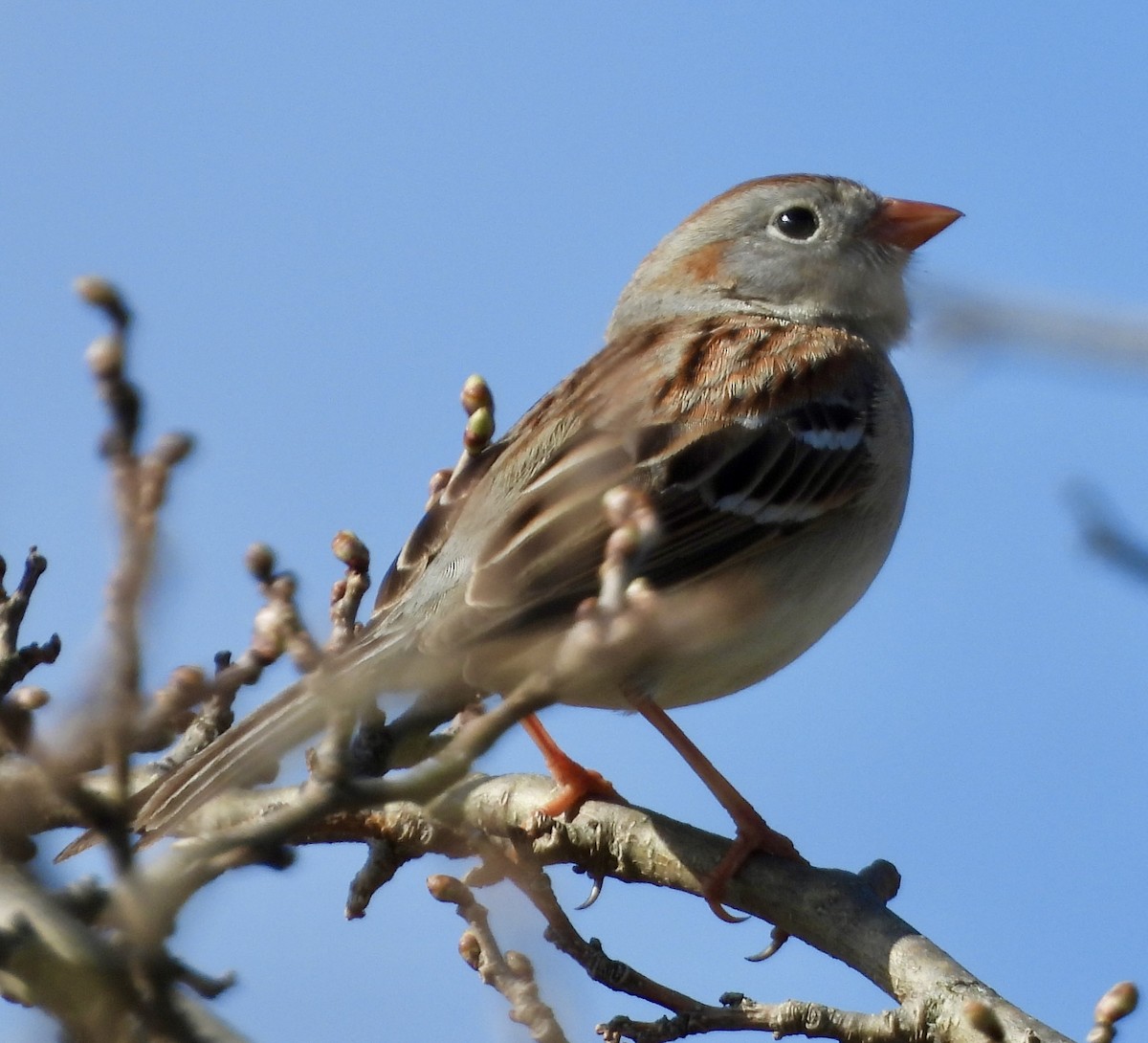 Field Sparrow - Carolyn Lueck