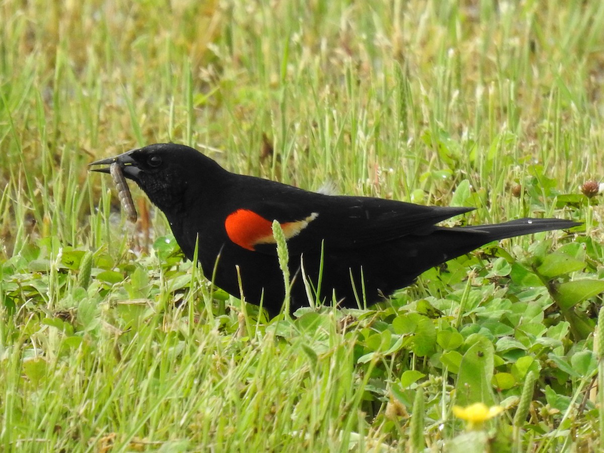 Red-winged Blackbird - James Bolte