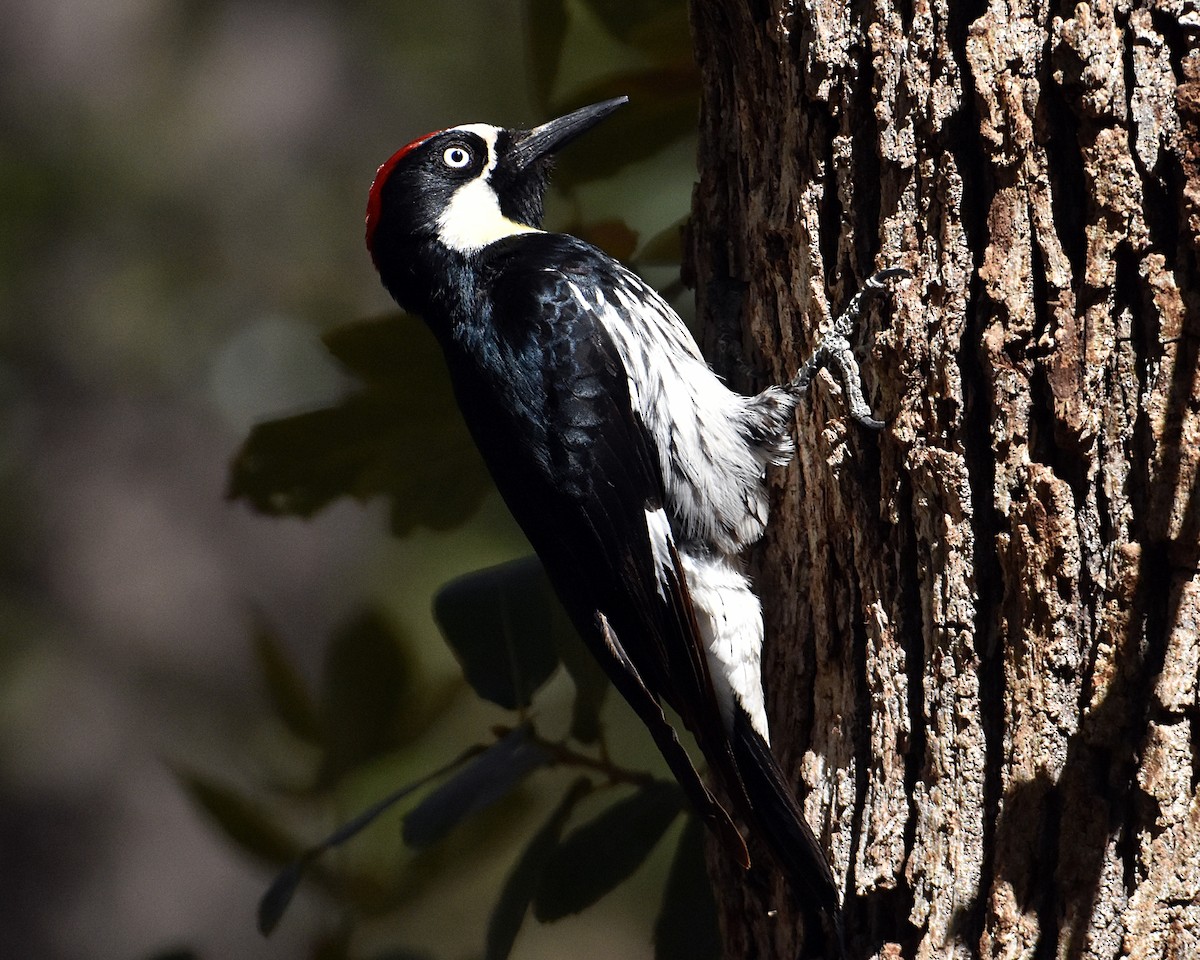 Acorn Woodpecker - Brian Hicks