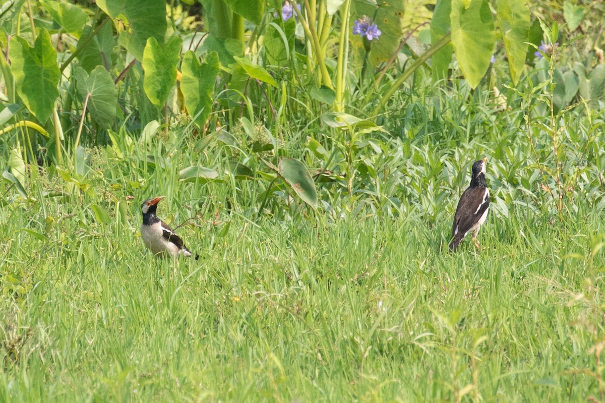 Indian Pied Starling - ML618061461