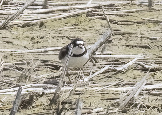 Semipalmated Plover - ML618061478