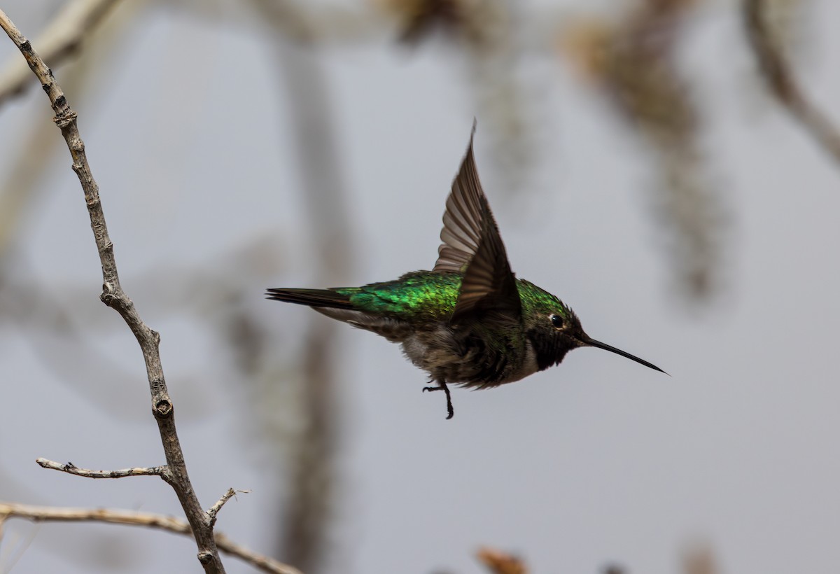 Black-chinned Hummingbird - ML618061481