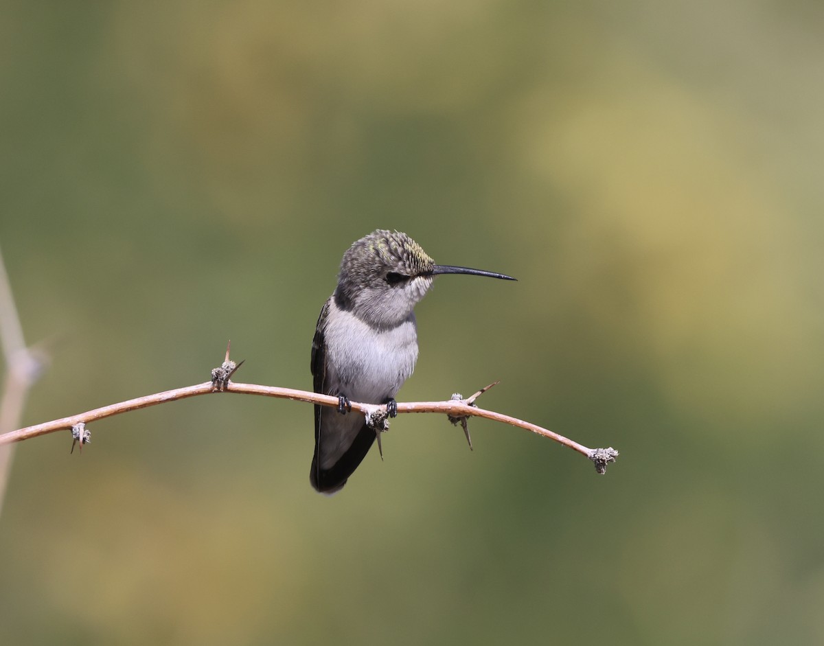 Costa's Hummingbird - Carolyn Thiele