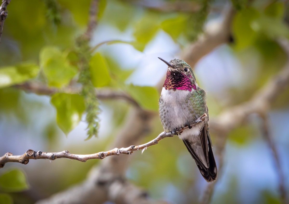 Broad-tailed Hummingbird - Joshua Wykes