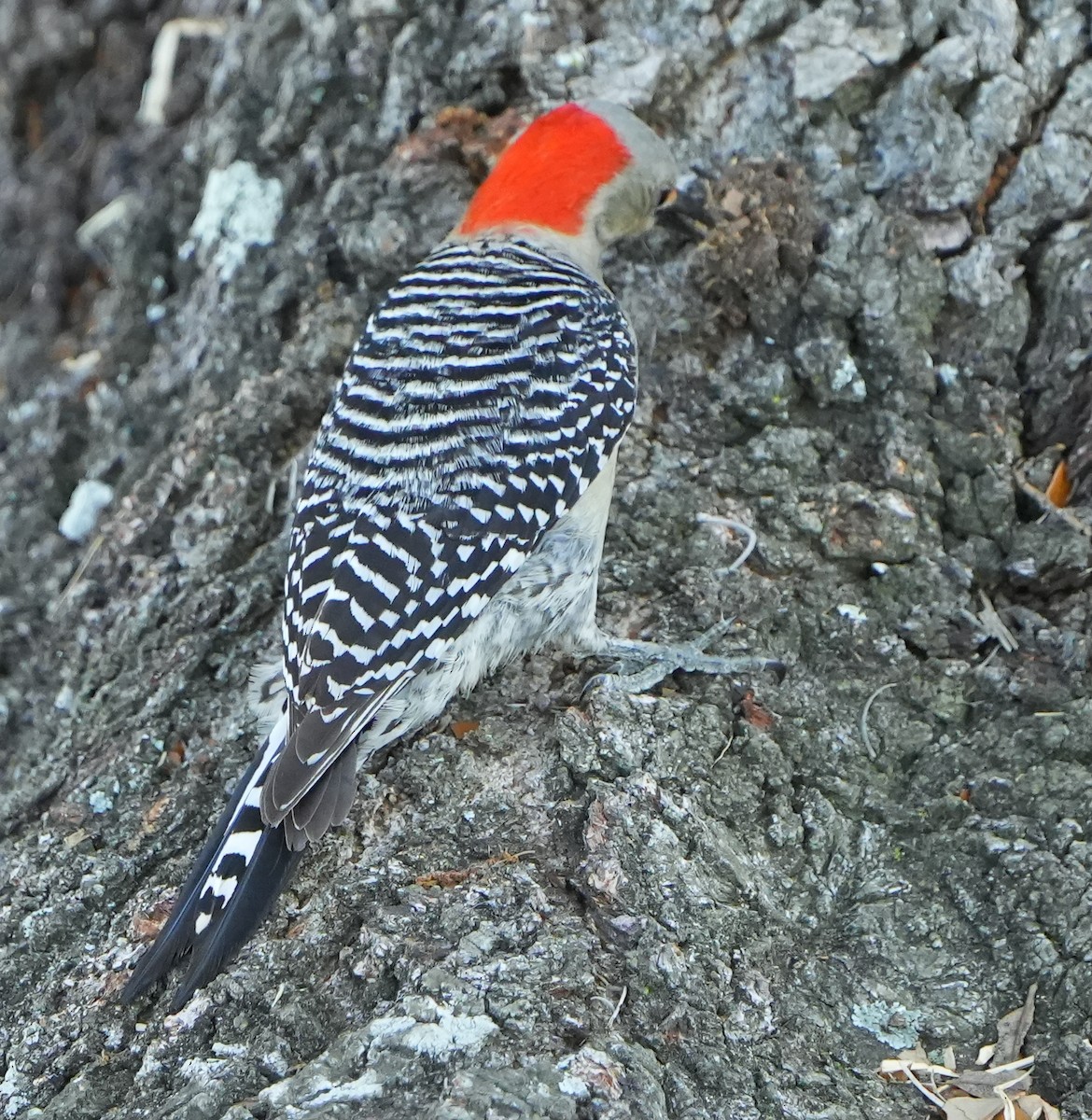Red-bellied Woodpecker - ML618061496