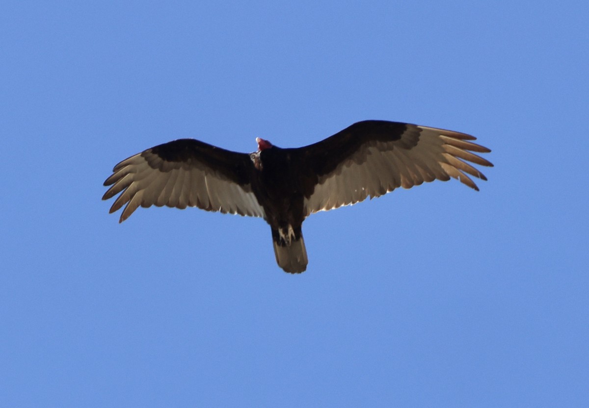 Turkey Vulture - Carolyn Thiele