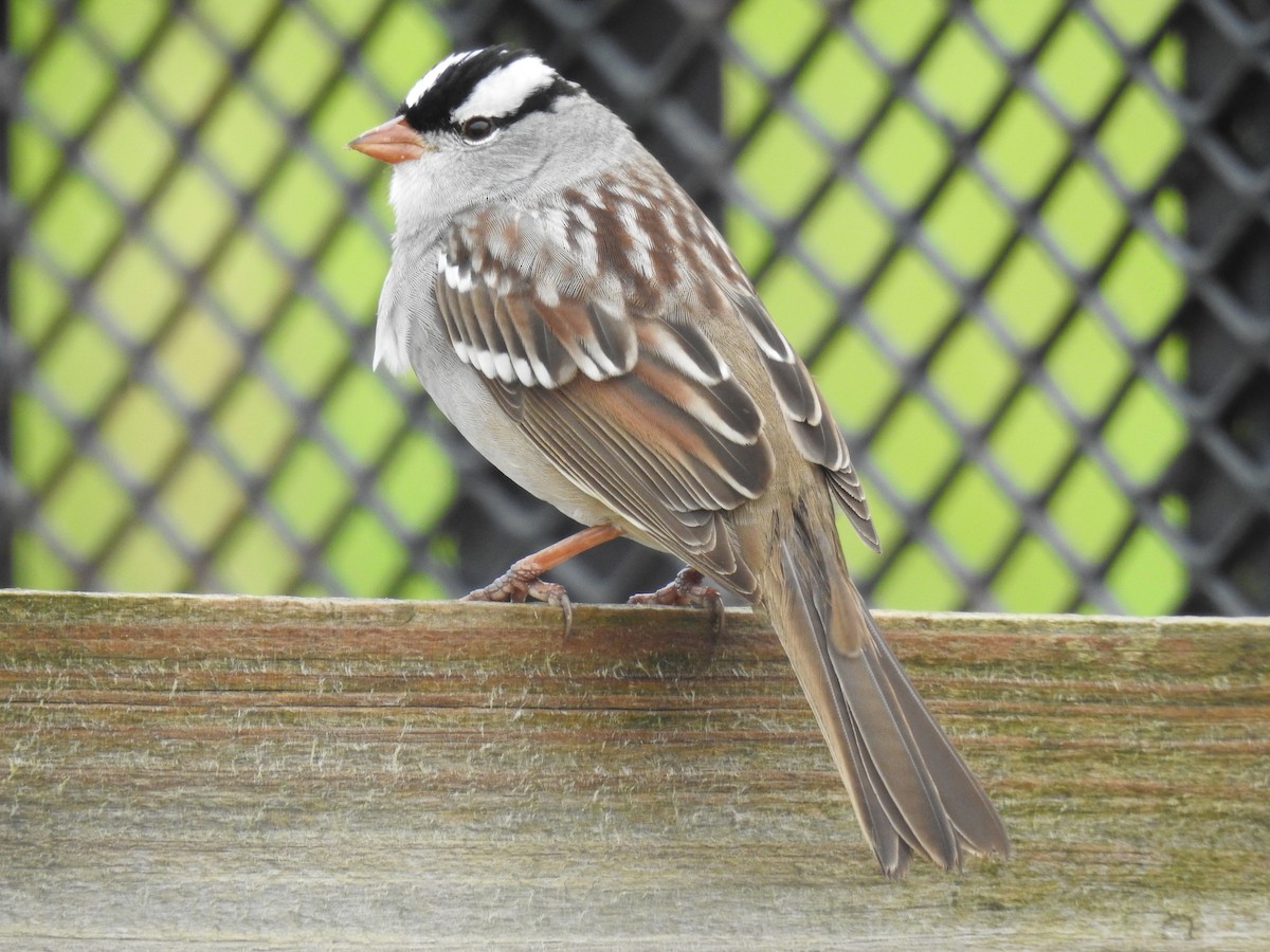 White-crowned Sparrow - ML618061526