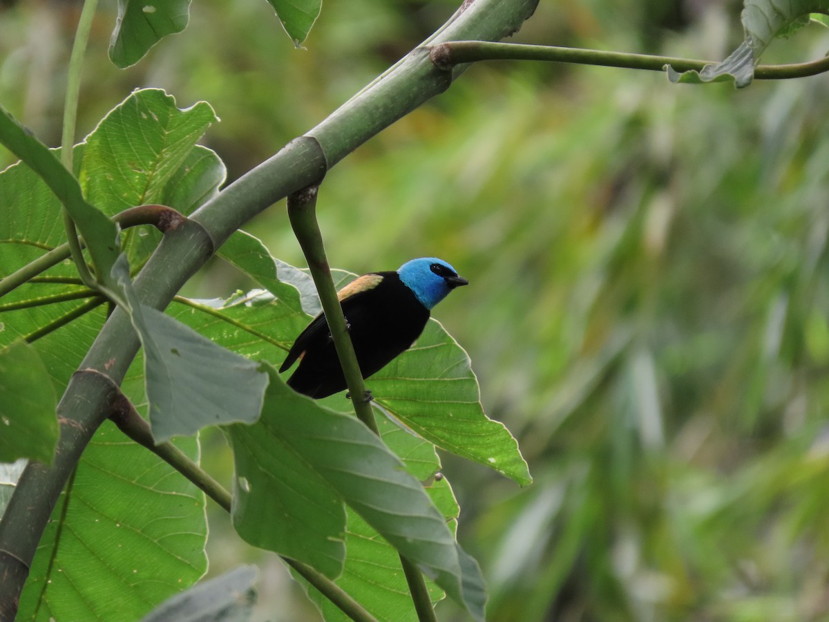 Blue-necked Tanager - ML618061527